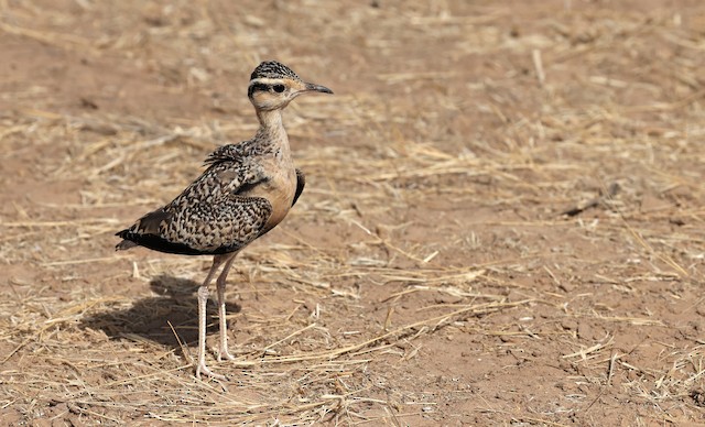 A juvenile at the beginning of its Preformative Molt. - Temminck's Courser - 