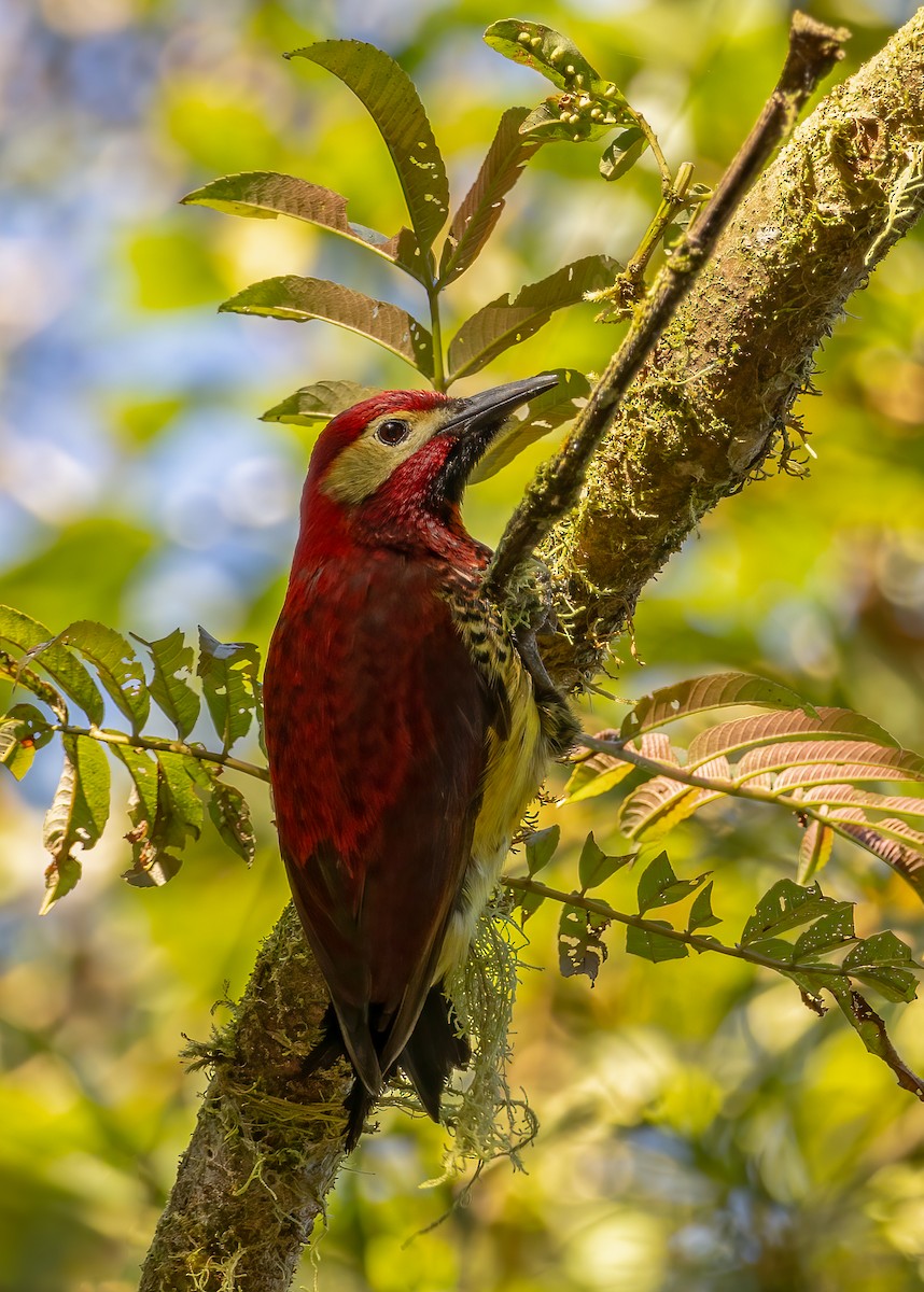 Crimson-mantled Woodpecker (Crimson-mantled) - Josee Normandeau