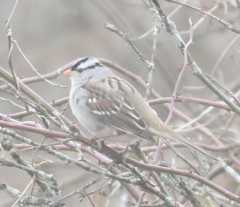 White-crowned Sparrow (Dark-lored) - ML615670734