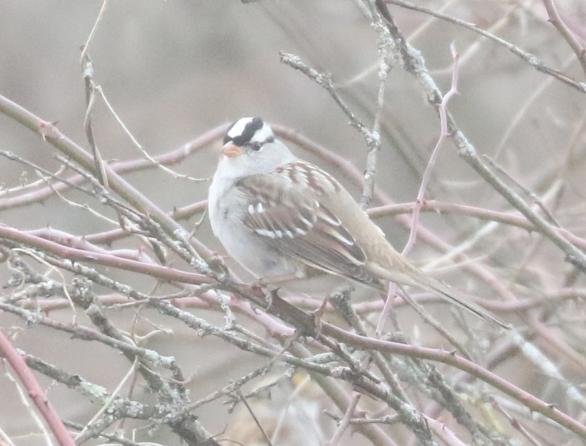 White-crowned Sparrow (Dark-lored) - ML615670735