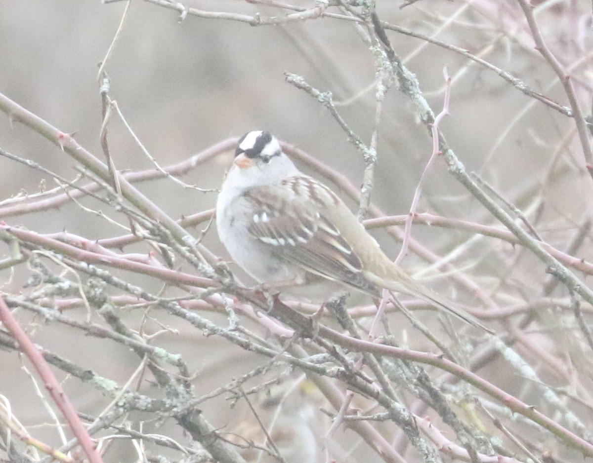White-crowned Sparrow (Dark-lored) - ML615670736
