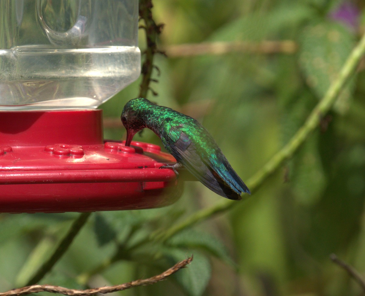kolibřík modrobradý - ML615670739