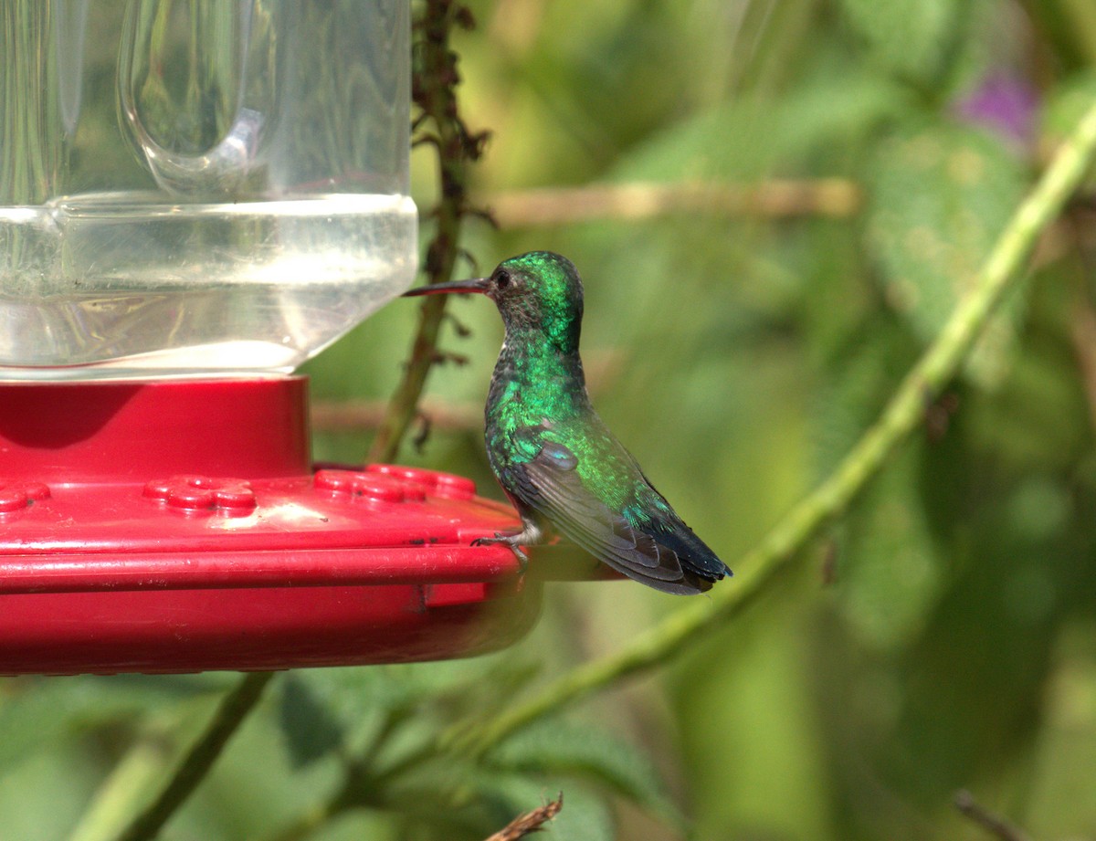 kolibřík modrobradý - ML615670740