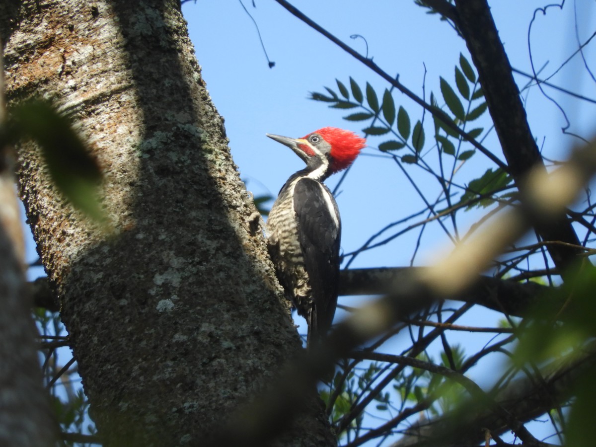 Lineated Woodpecker - ML615670793