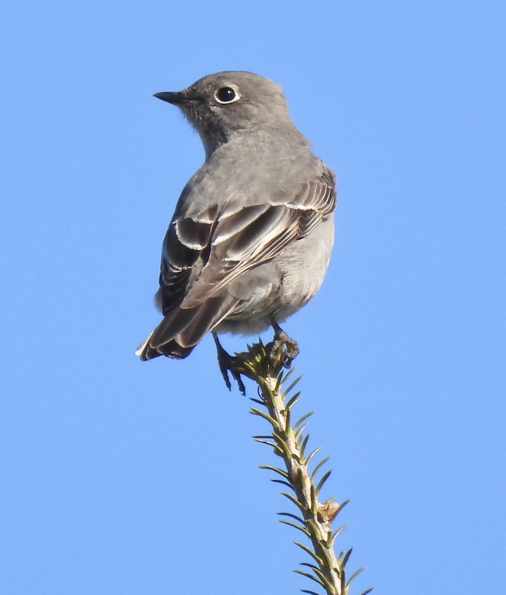 Townsend's Solitaire - ML615670799