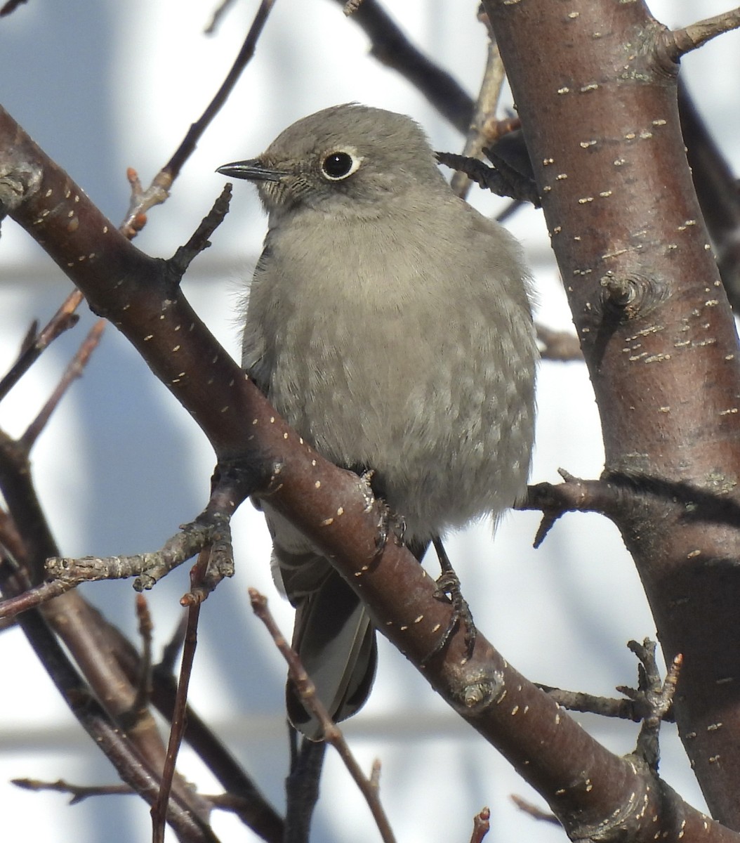Townsend's Solitaire - ML615670800
