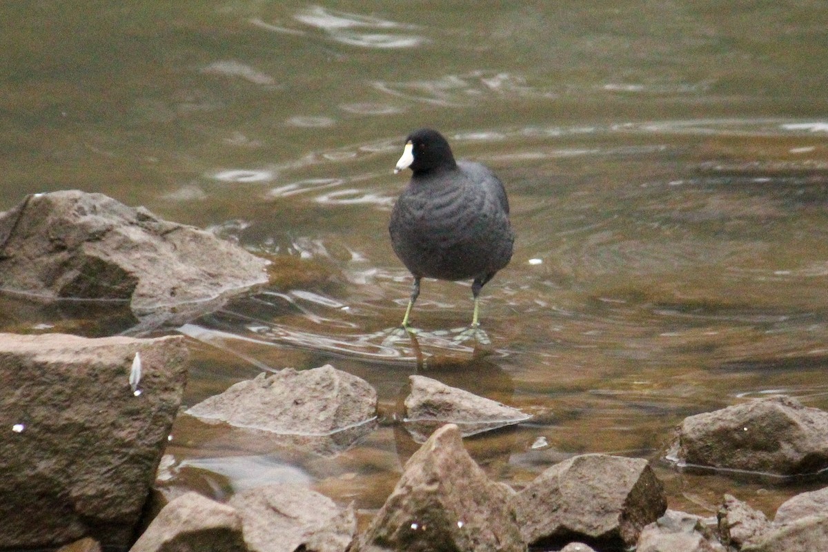 American Coot (Red-shielded) - ML615671063
