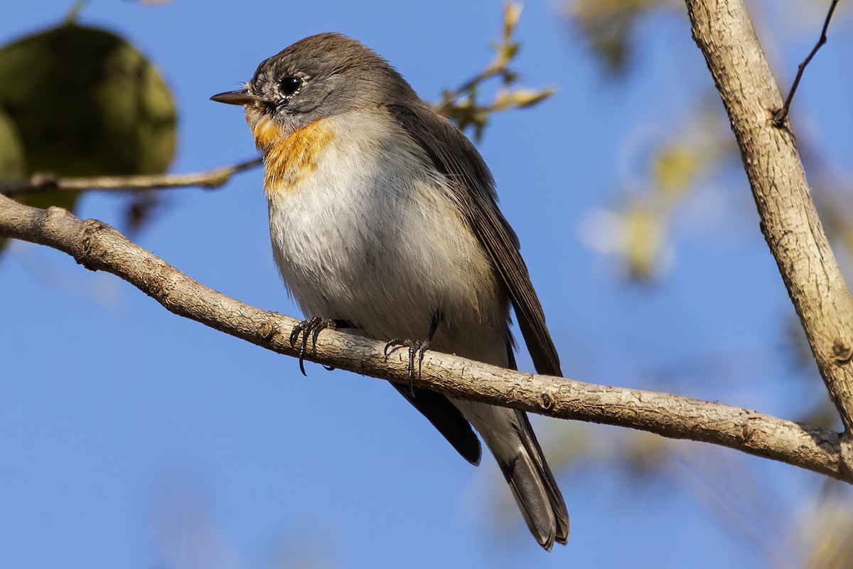 Red-breasted Flycatcher - ML615671104