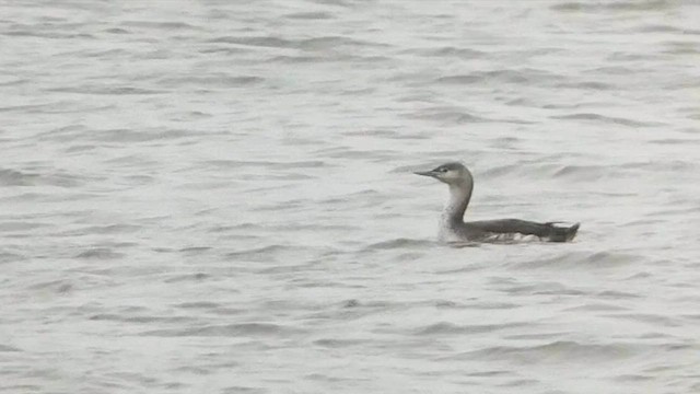 Red-throated Loon - ML615671117