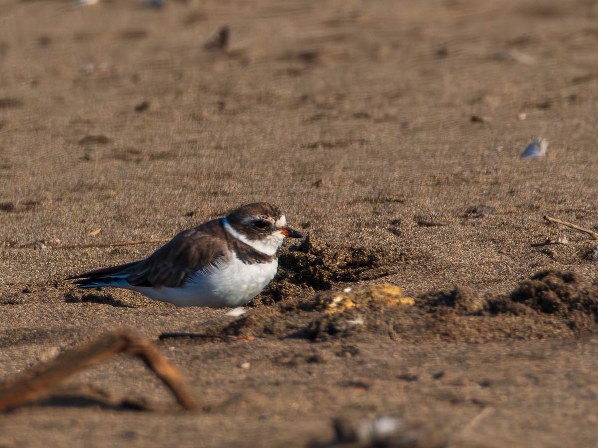 Semipalmated Plover - ML615671205