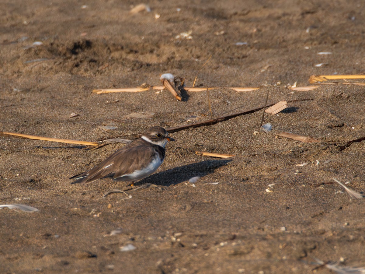 Semipalmated Plover - ML615671206
