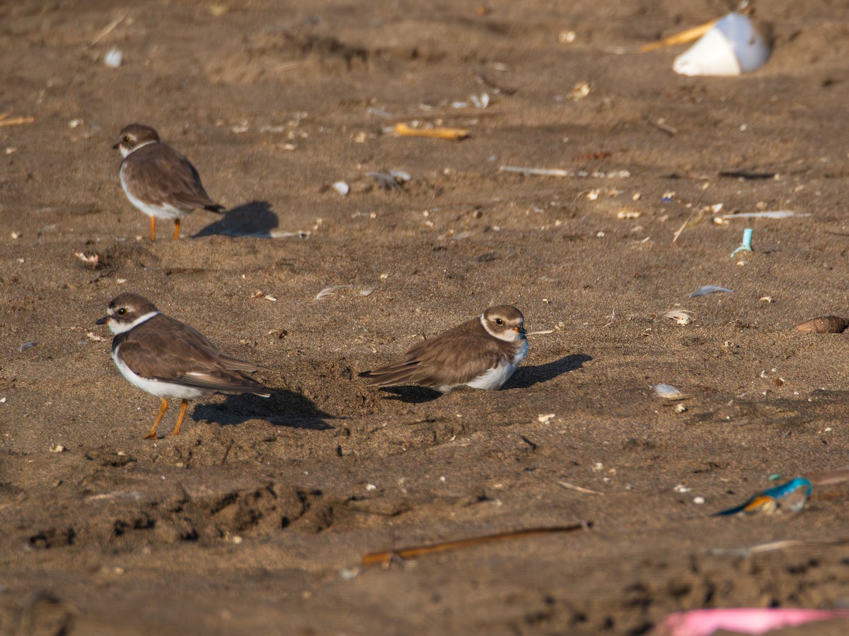 Semipalmated Plover - ML615671207