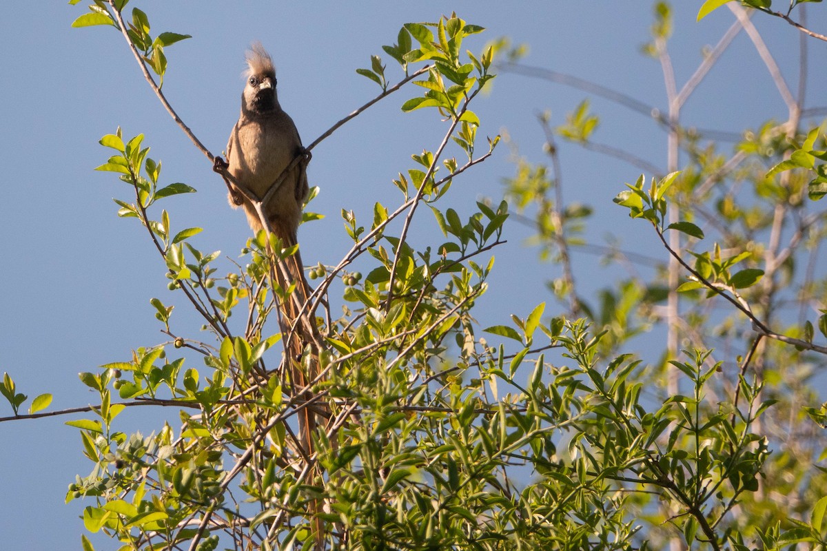 Speckled Mousebird - ML615671209