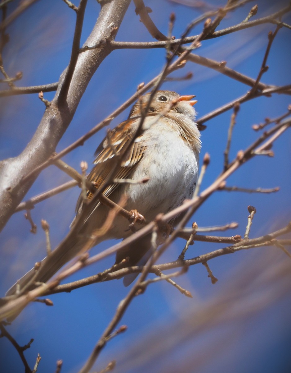 Field Sparrow - ML615671210