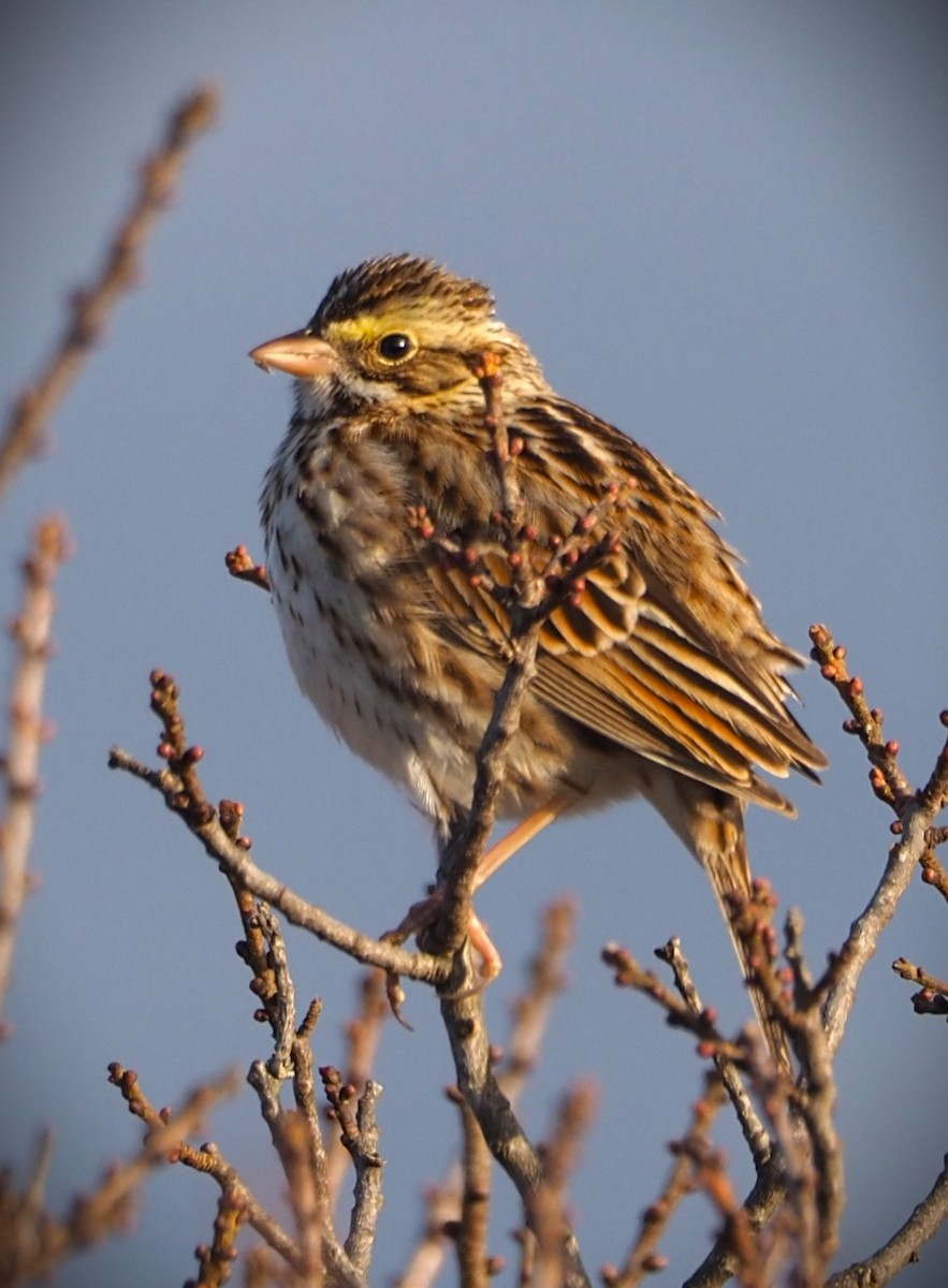 Savannah Sparrow - ML615671216