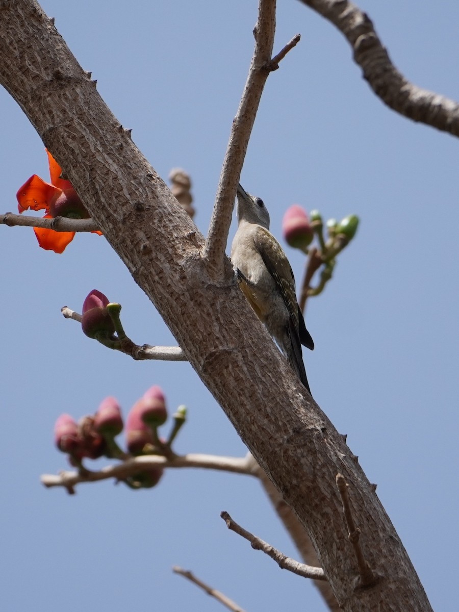 African Gray Woodpecker - ML615671414