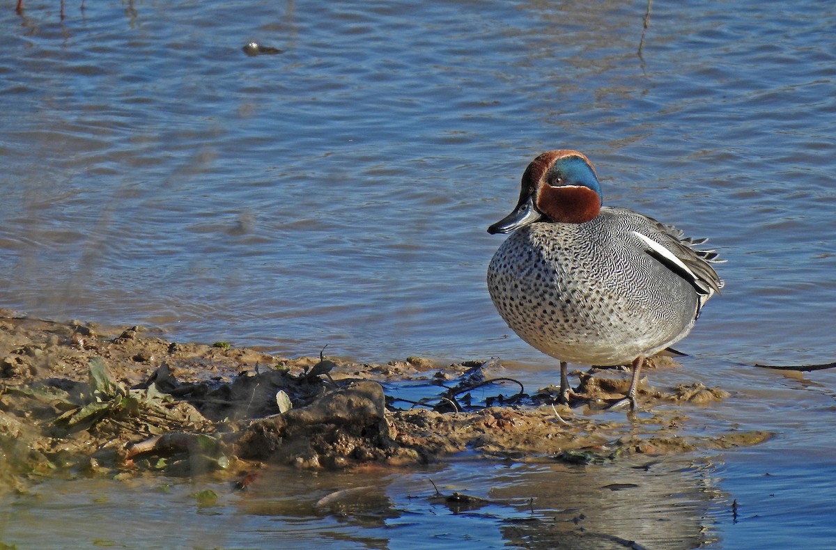 Green-winged Teal - ML615671731