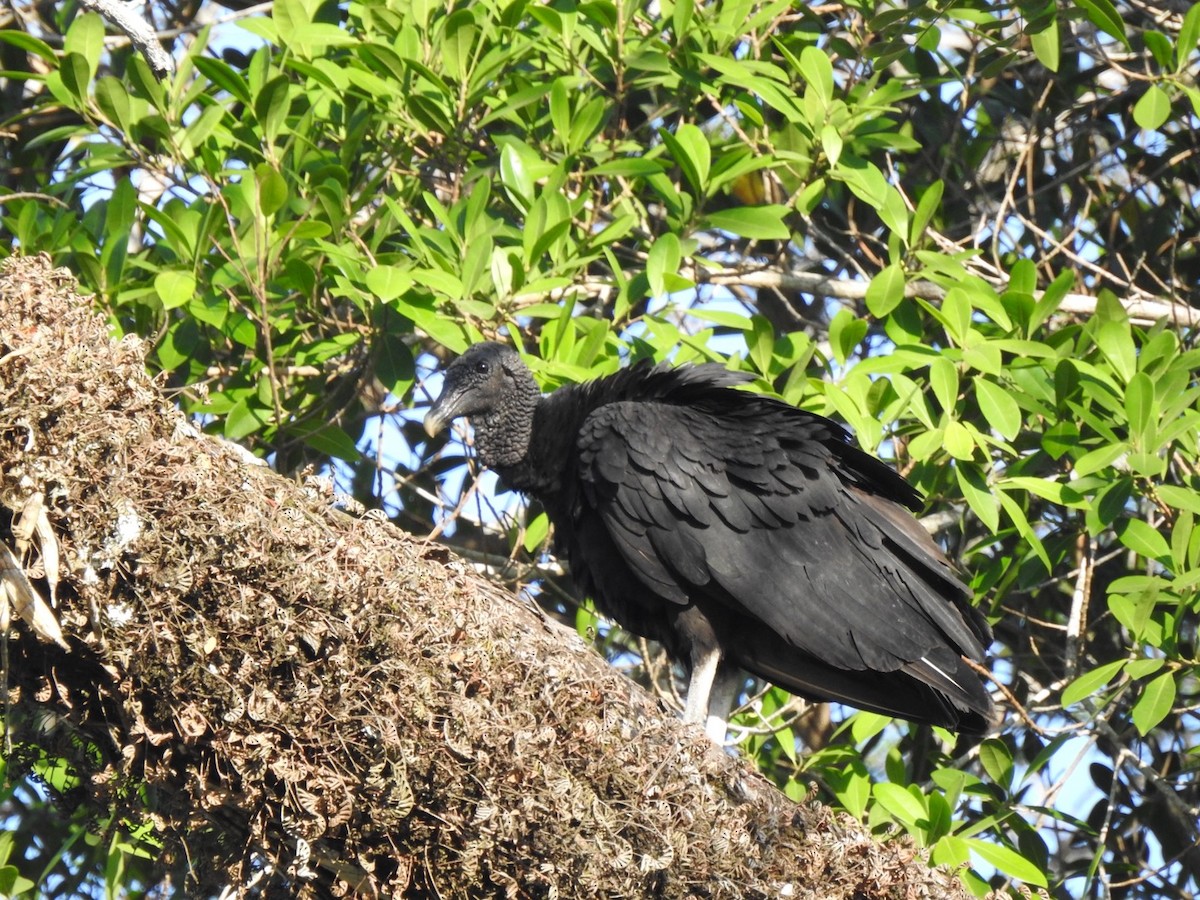 Black Vulture - ML615672037