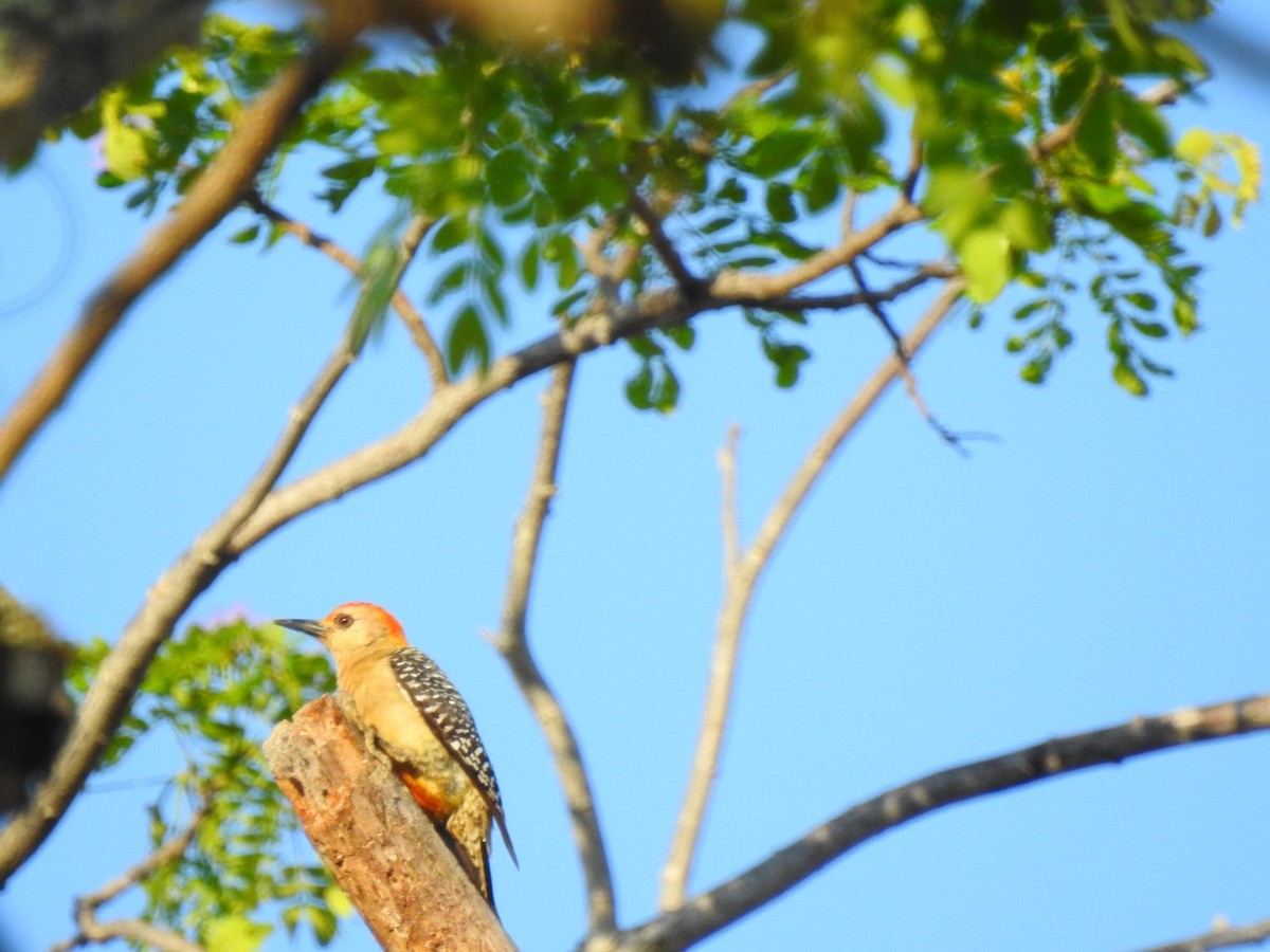 Red-crowned Woodpecker - ML615672048