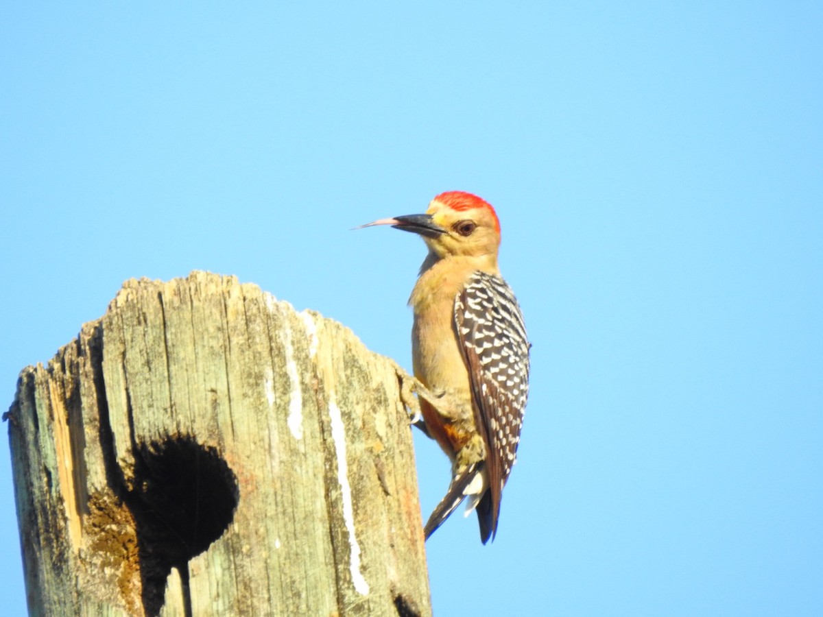 Red-crowned Woodpecker - ML615672049