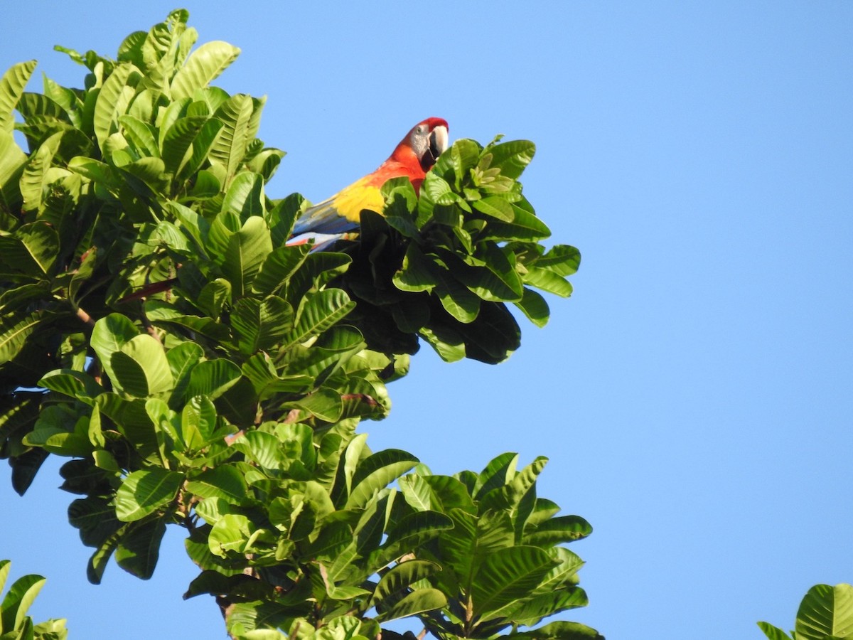 Scarlet Macaw - ML615672088