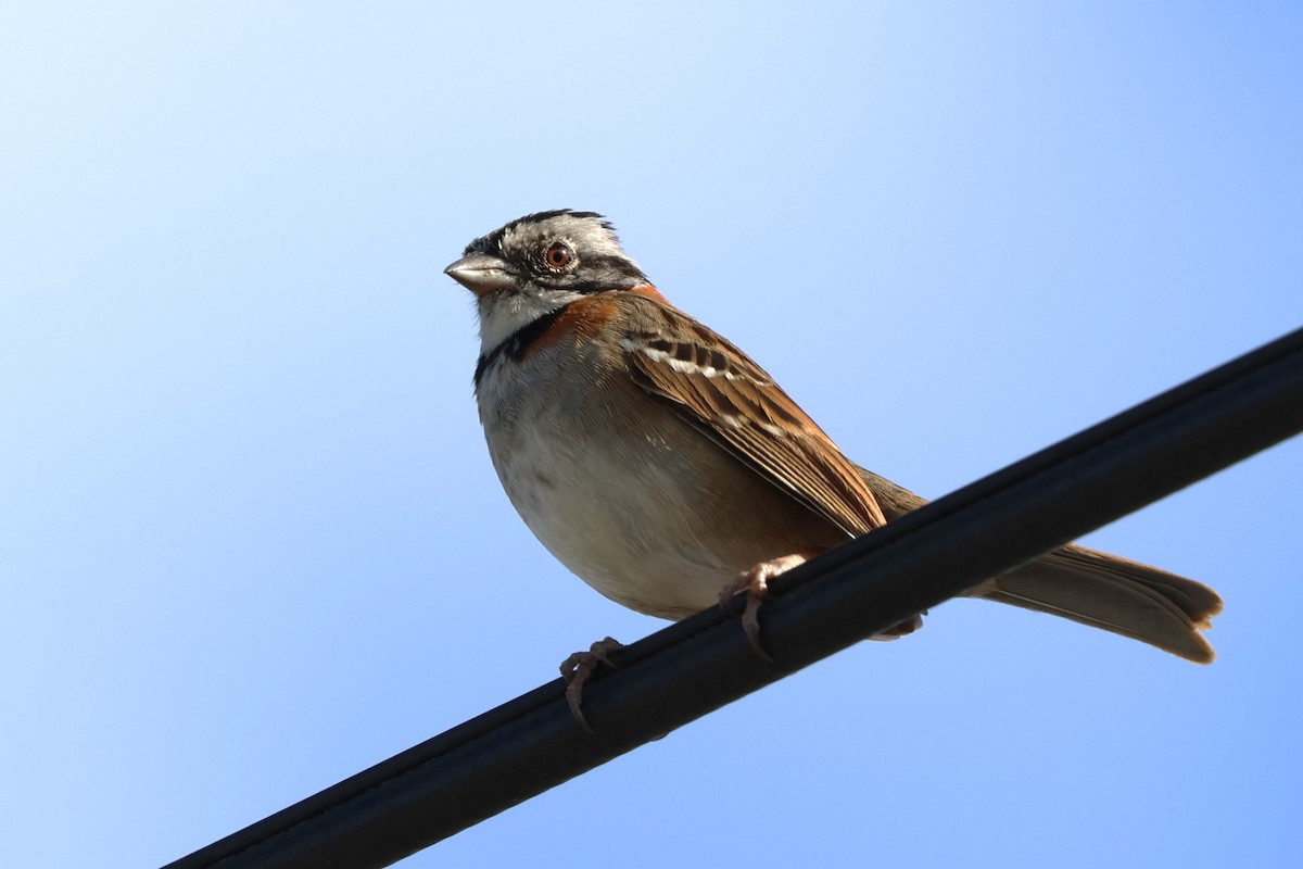 Rufous-collared Sparrow - ML615672165