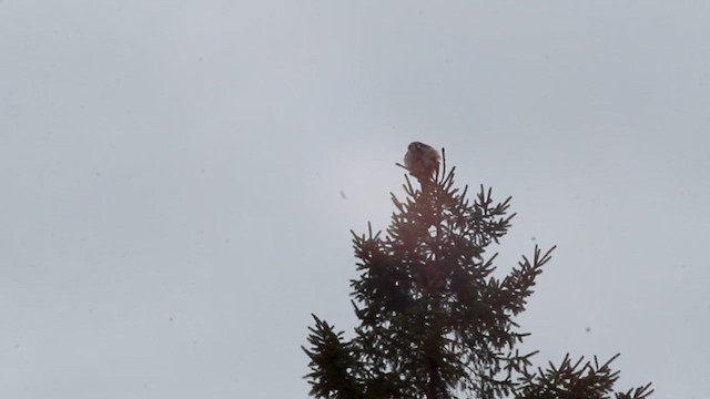 Northern Hawk Owl - ML615672173