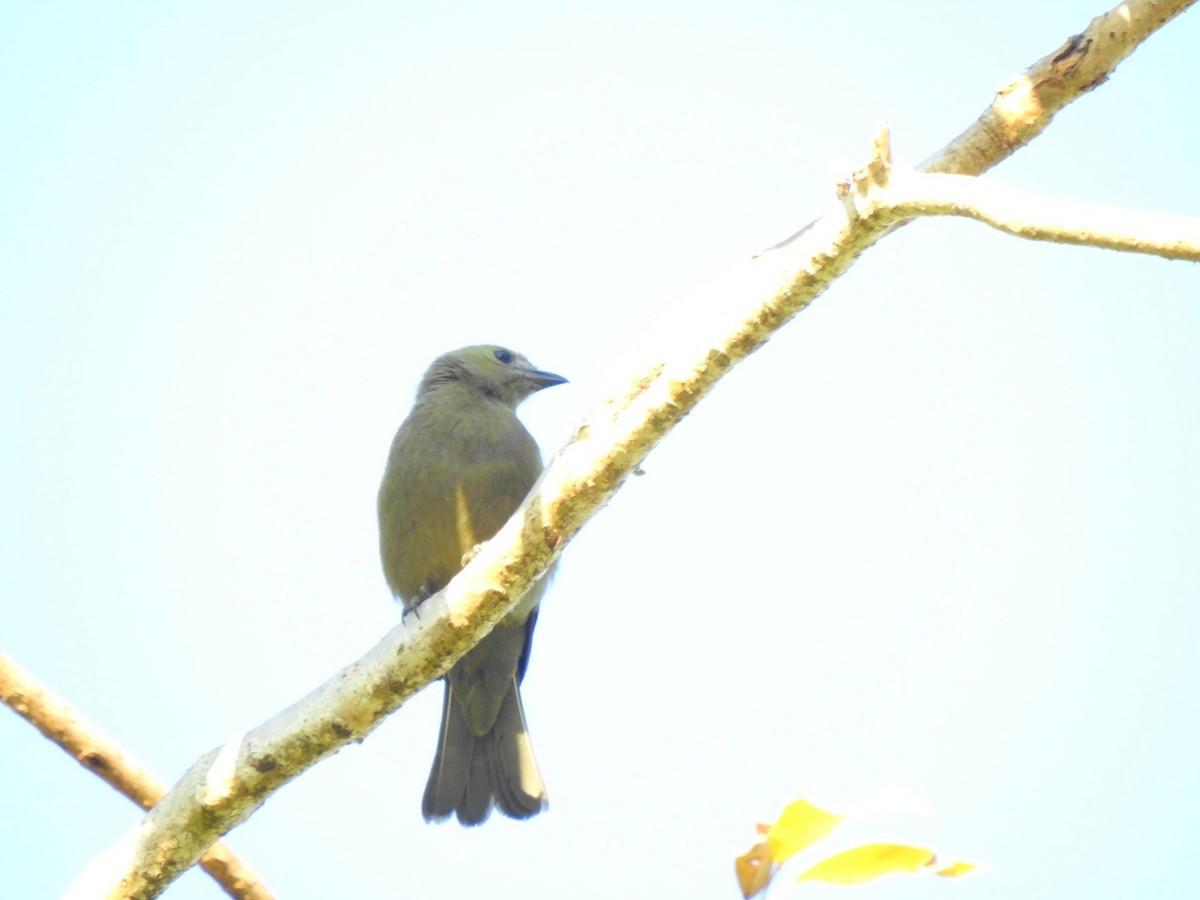 Palm Tanager - ML615672226