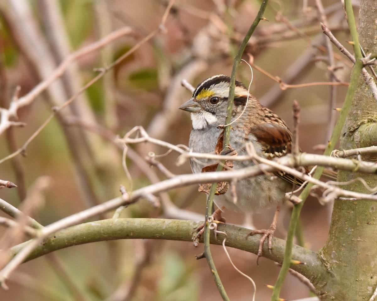 White-throated Sparrow - ML615672248