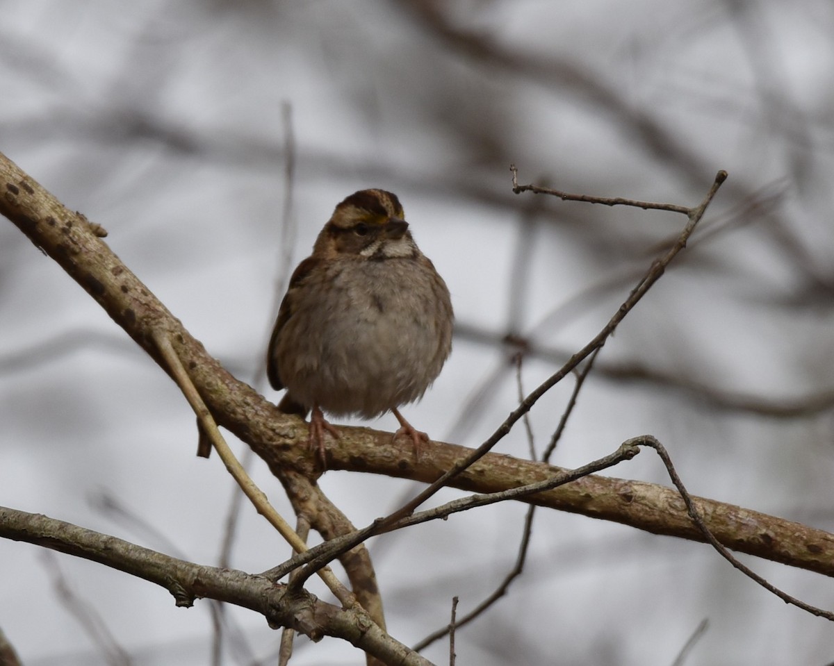 White-throated Sparrow - ML615672249