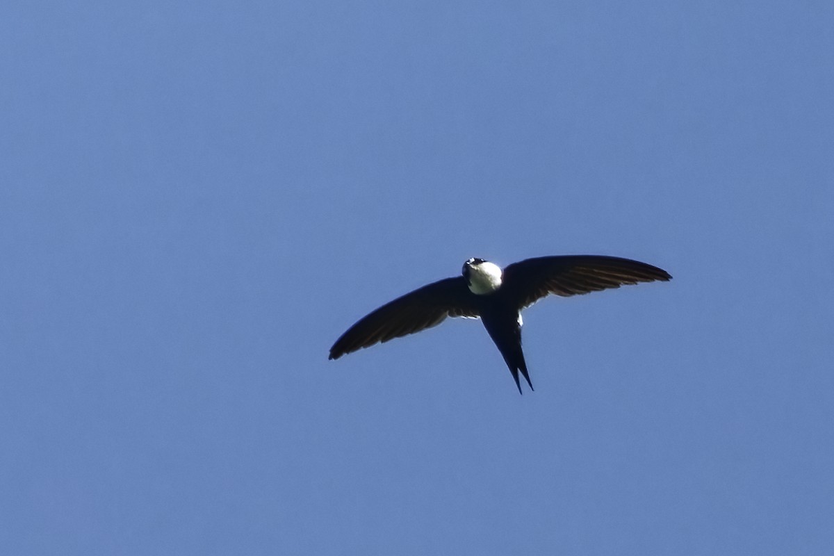 Lesser Swallow-tailed Swift - ML615672352