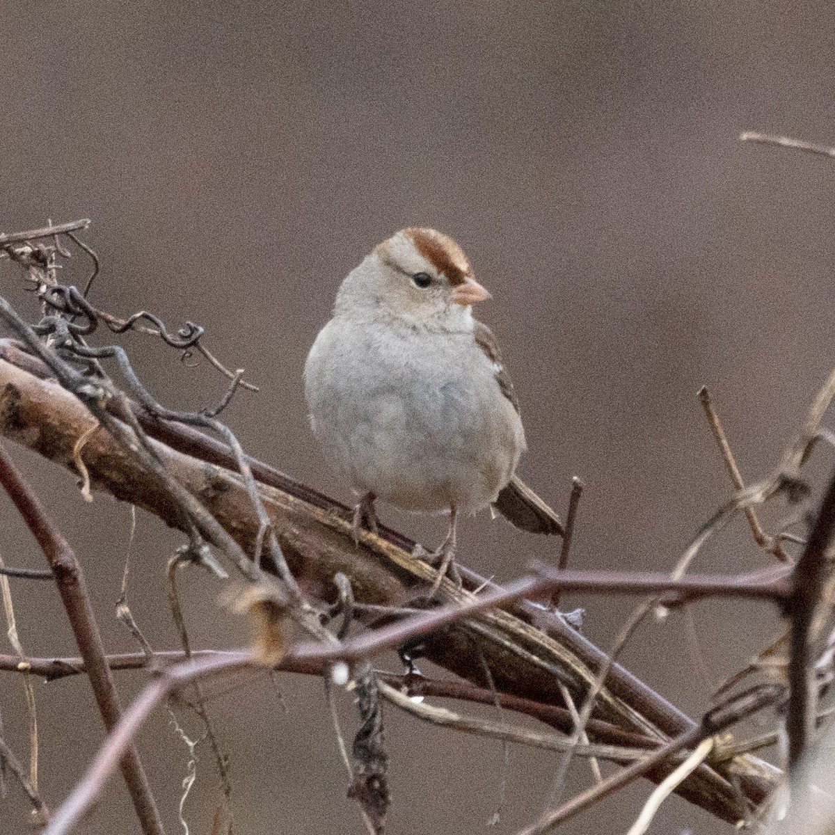 White-crowned Sparrow - ML615672547