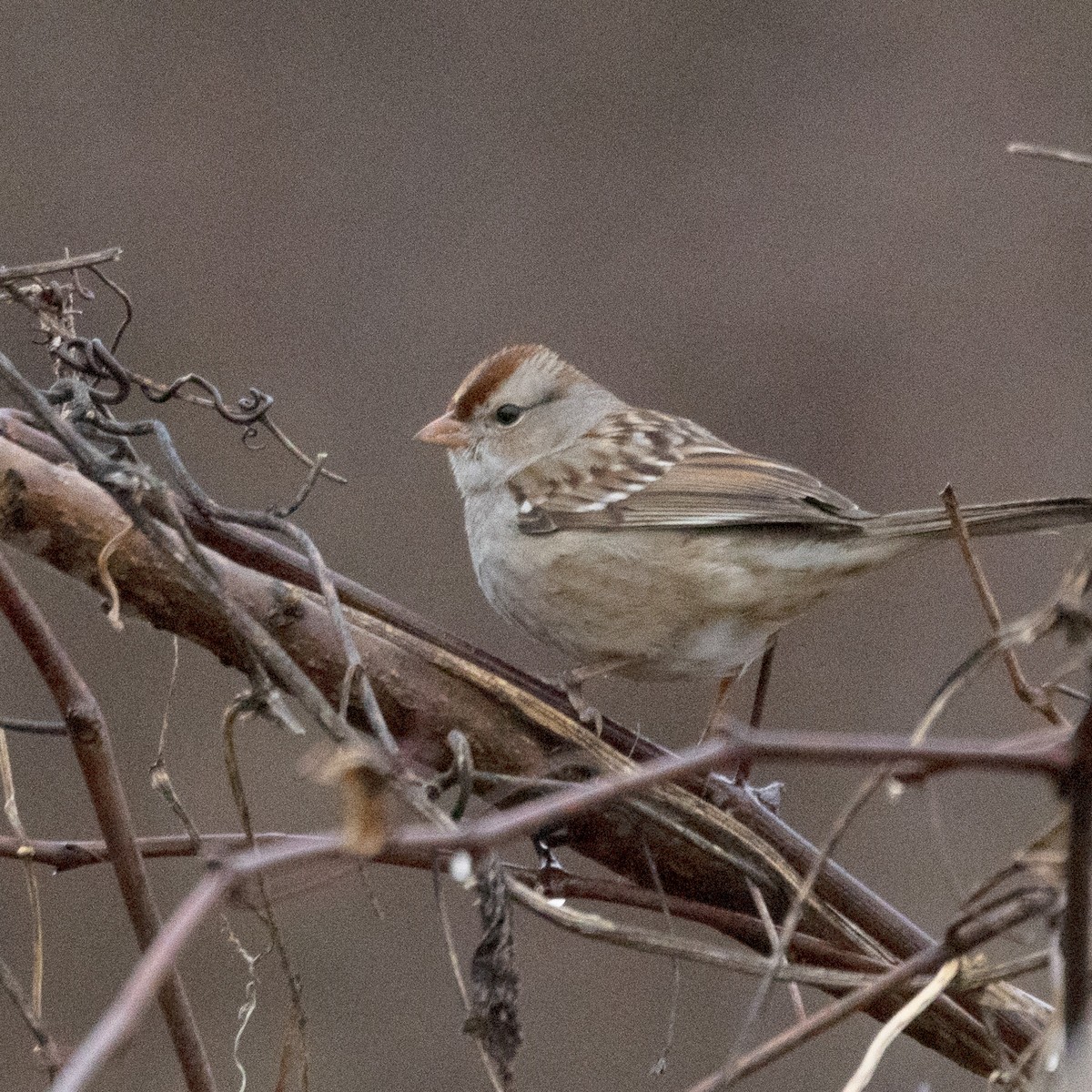 White-crowned Sparrow - ML615672550