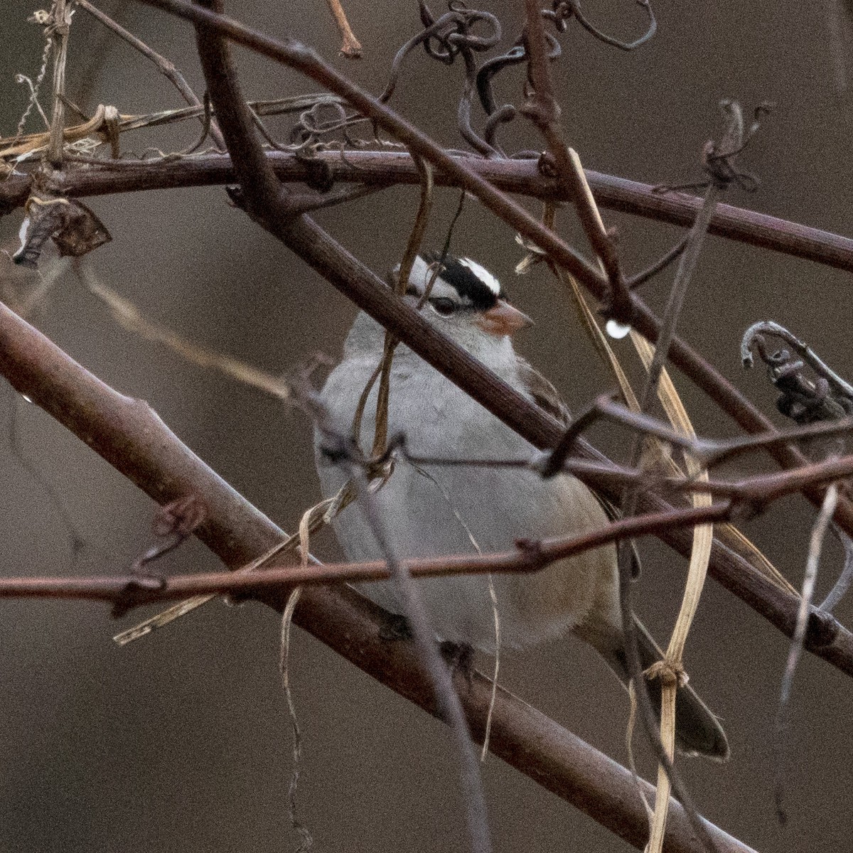 White-crowned Sparrow - ML615672552