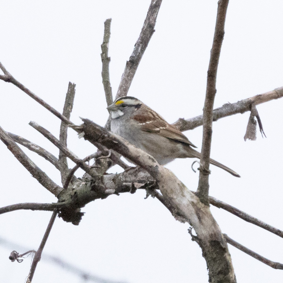 White-throated Sparrow - ML615672555