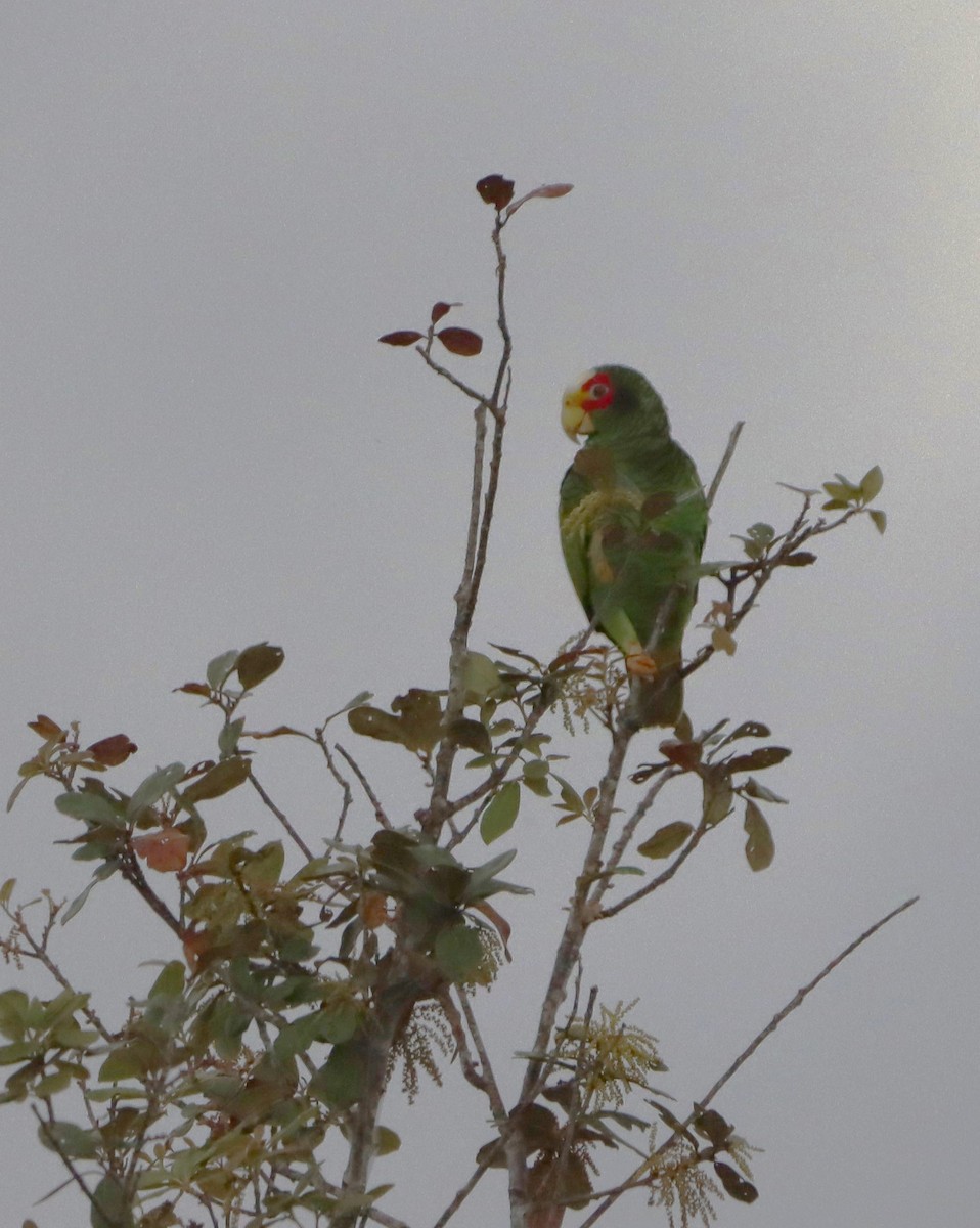 Yellow-lored Parrot - ML615672557