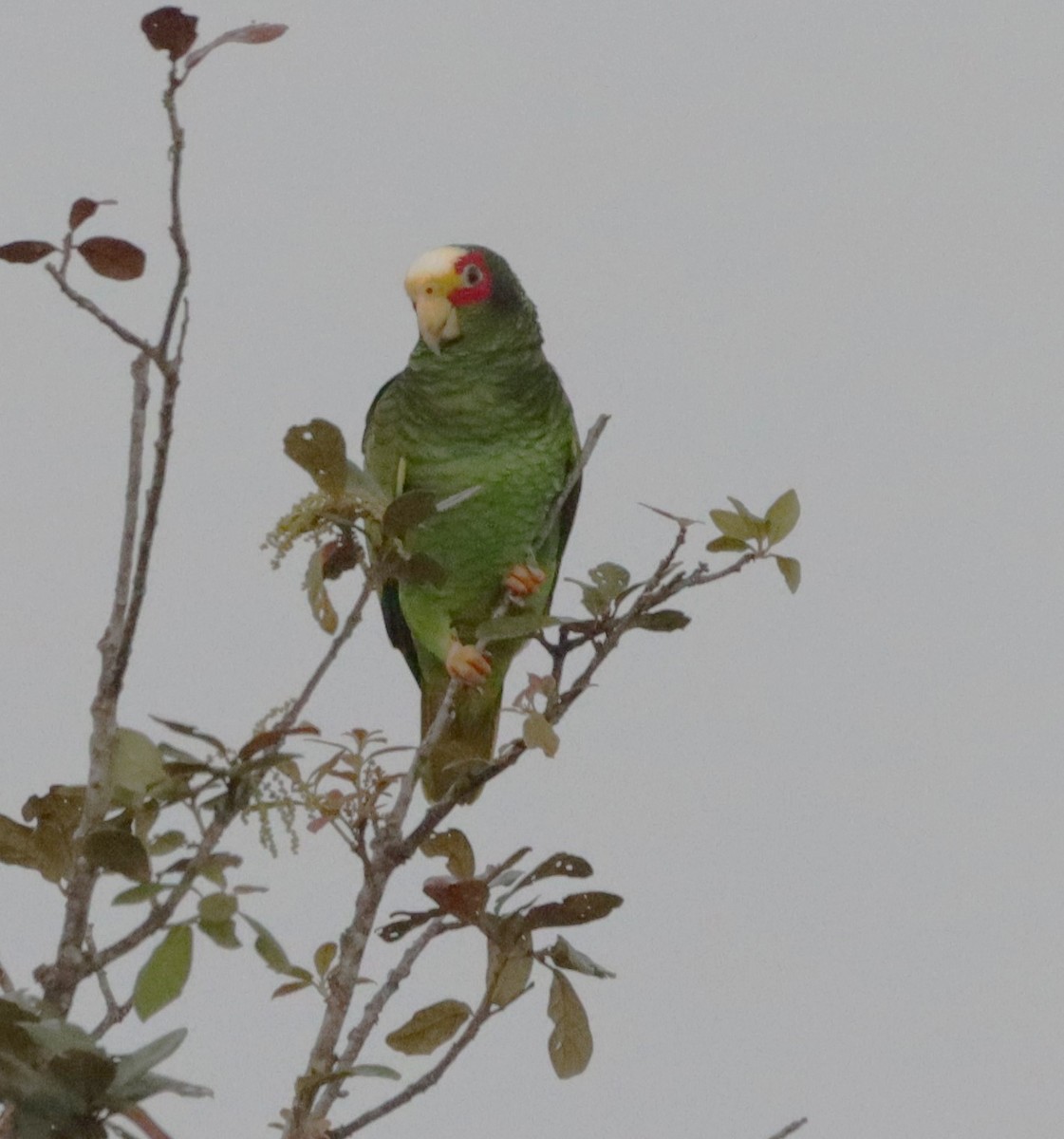Yellow-lored Parrot - ML615672571
