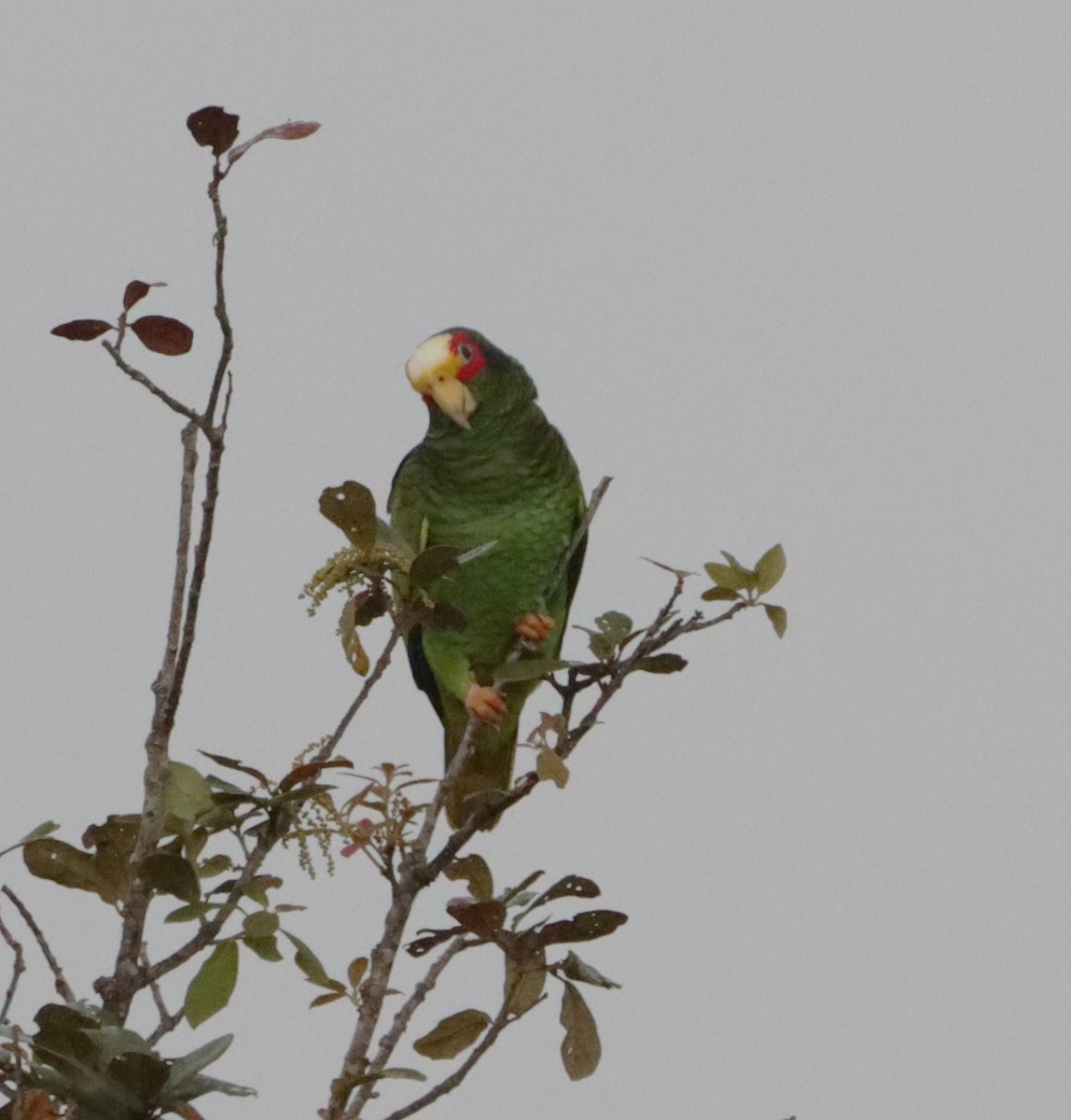 Yellow-lored Parrot - ML615672577