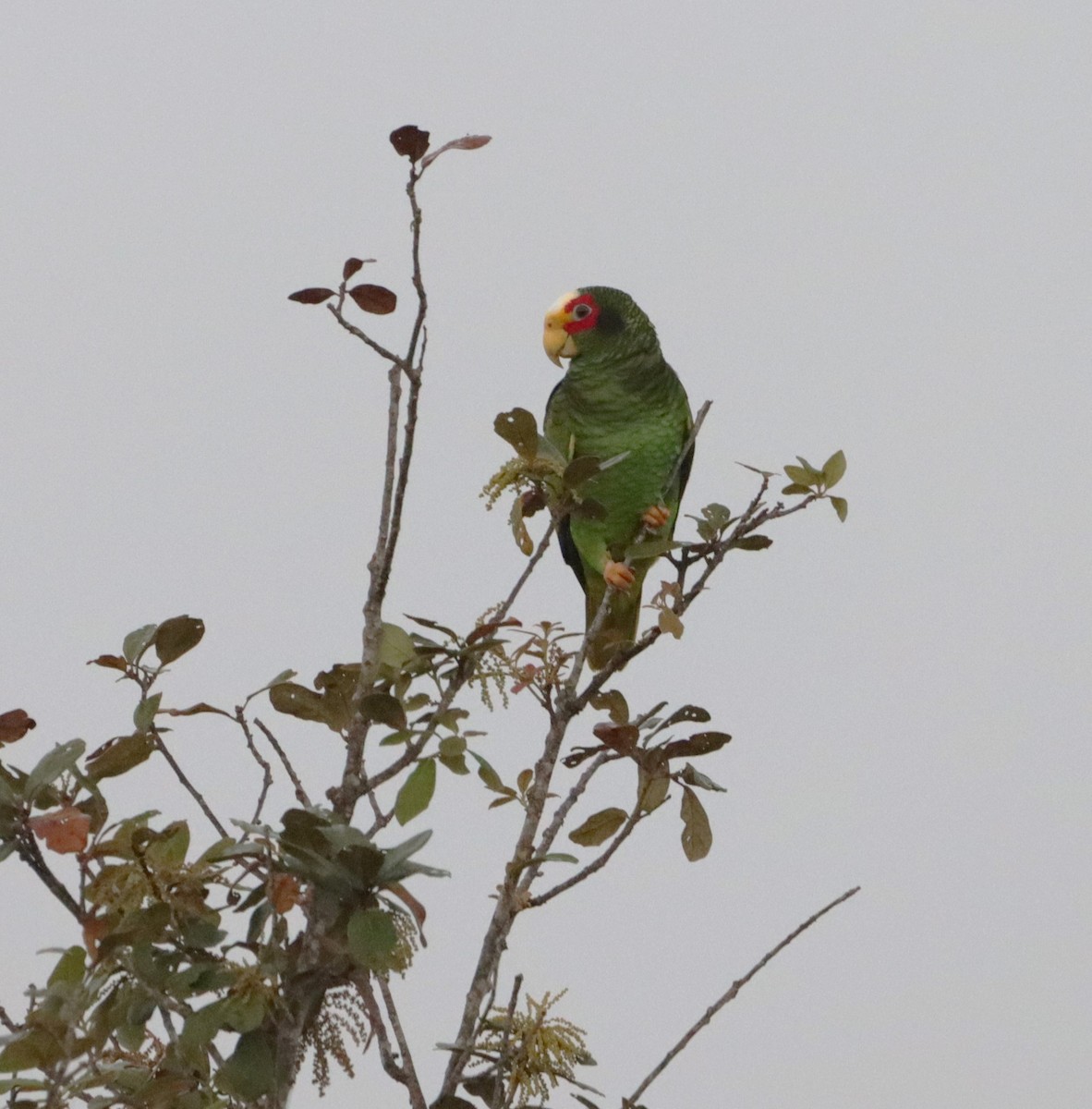 Yellow-lored Parrot - ML615672581