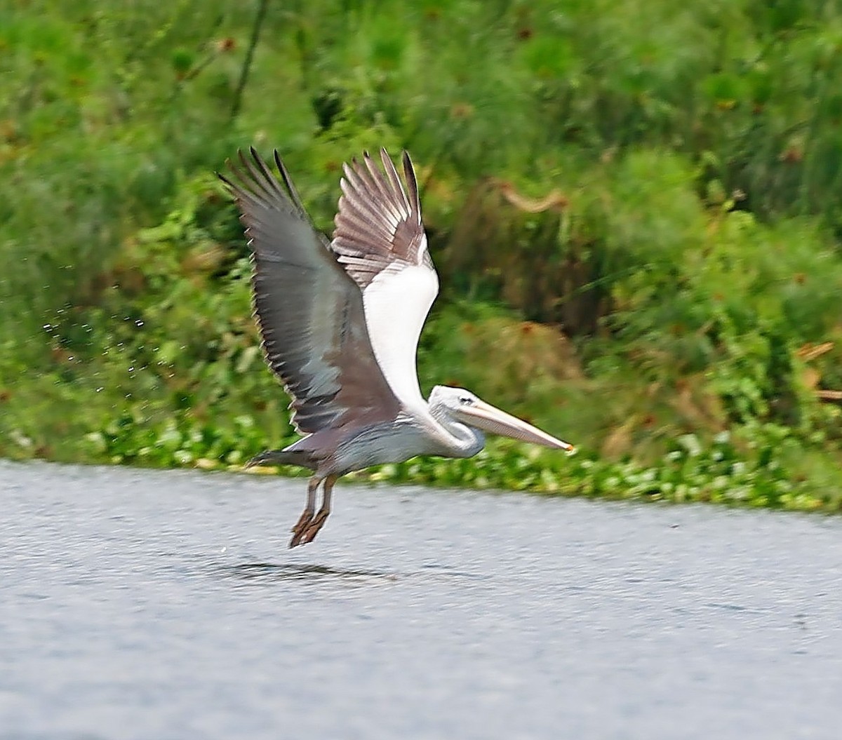 Pink-backed Pelican - ML615672618