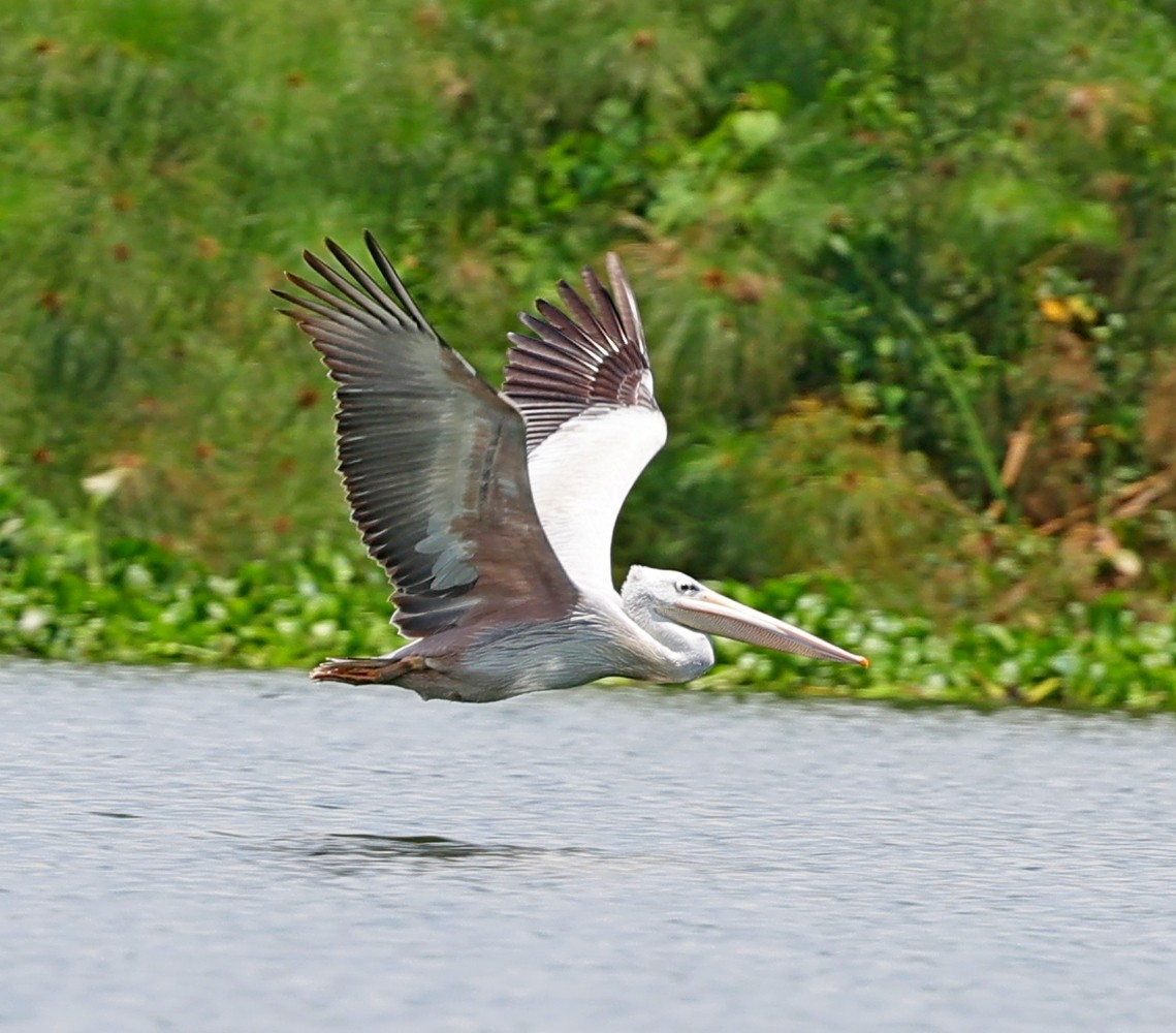 Pink-backed Pelican - ML615672620