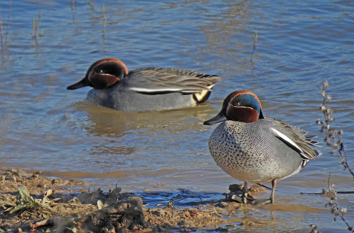 Green-winged Teal - ML615672626