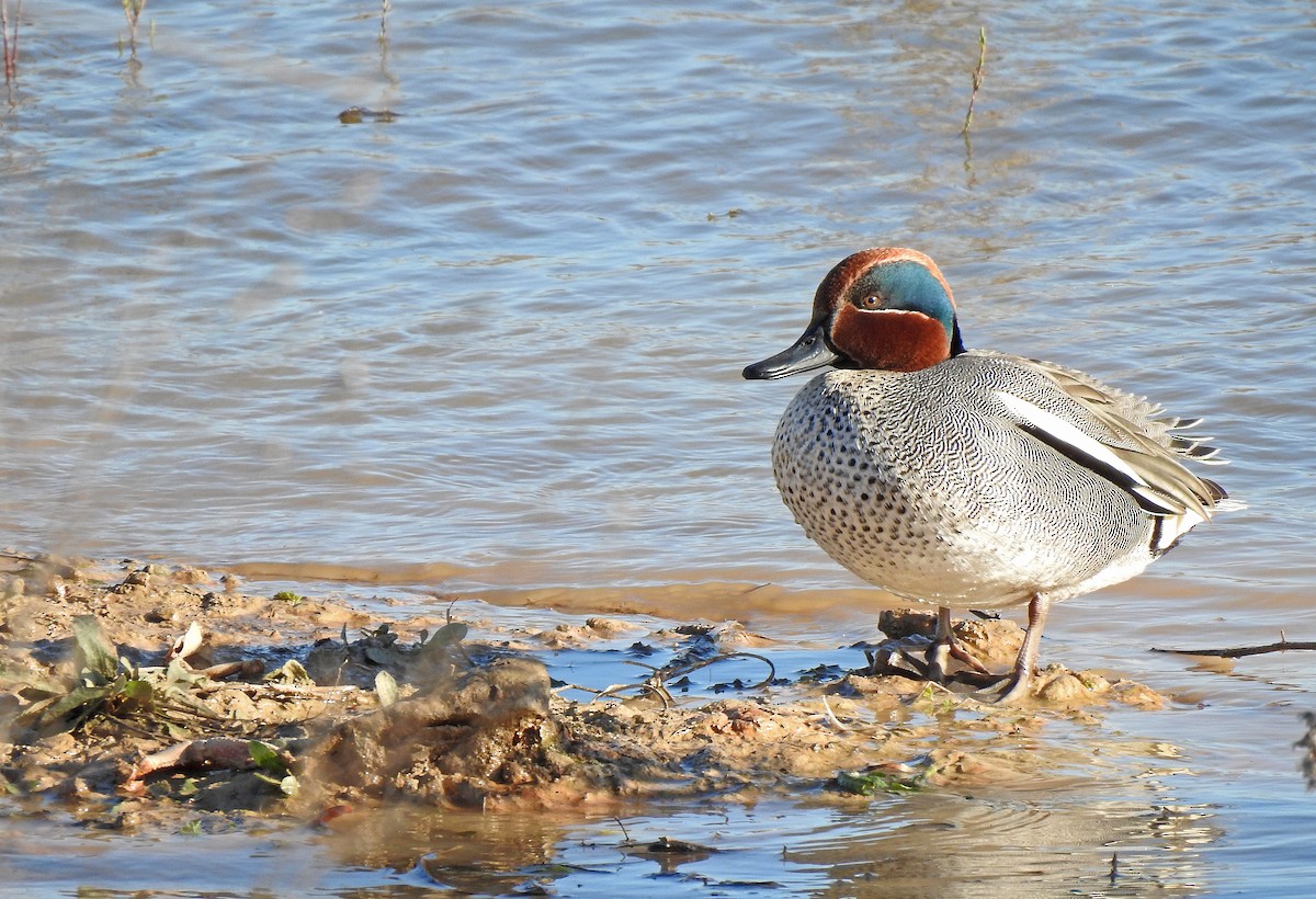 Green-winged Teal - ML615672627