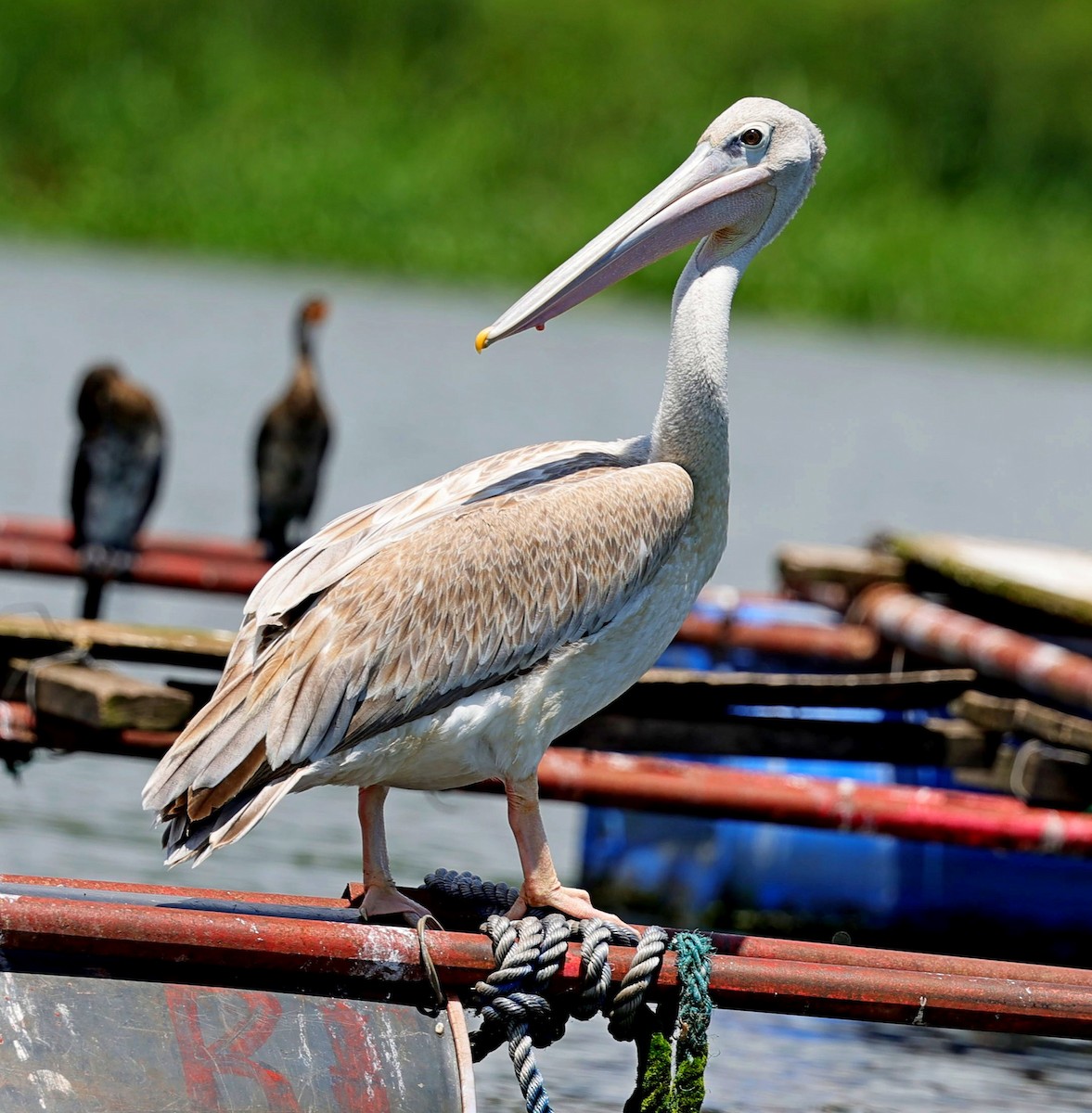 Pink-backed Pelican - ML615672706