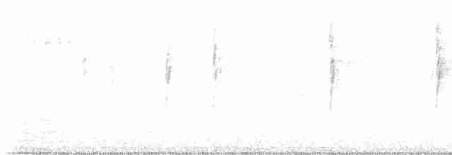 Тауї плямистий - ML615672778