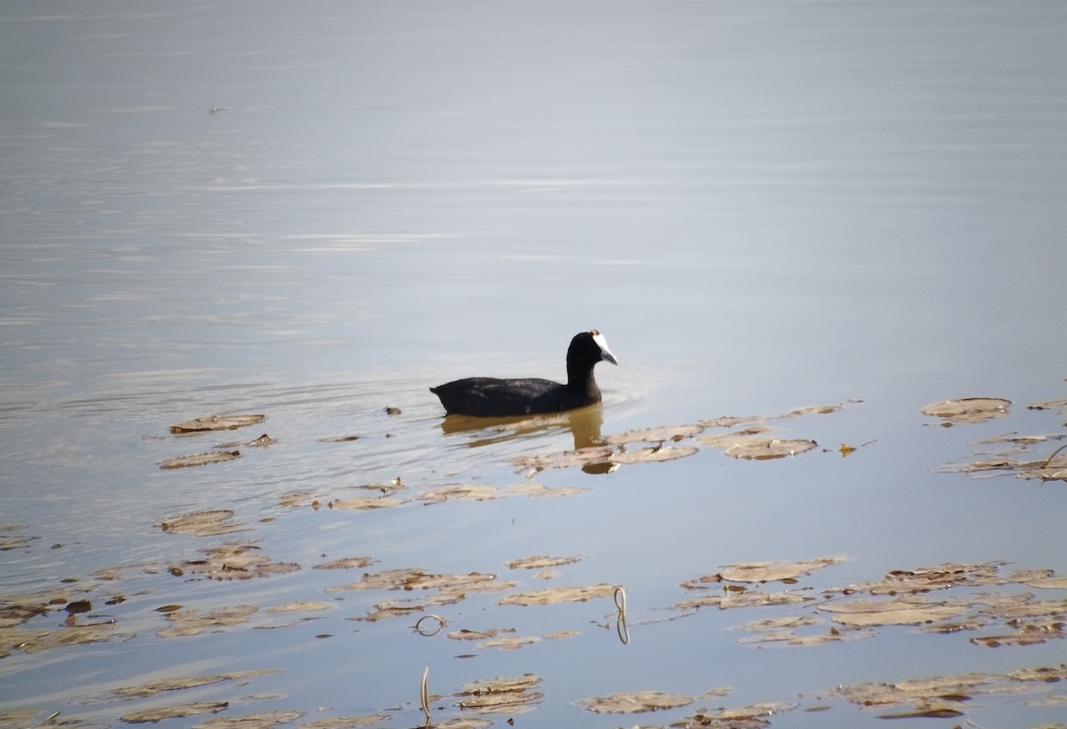 Red-knobbed Coot - ML615672784