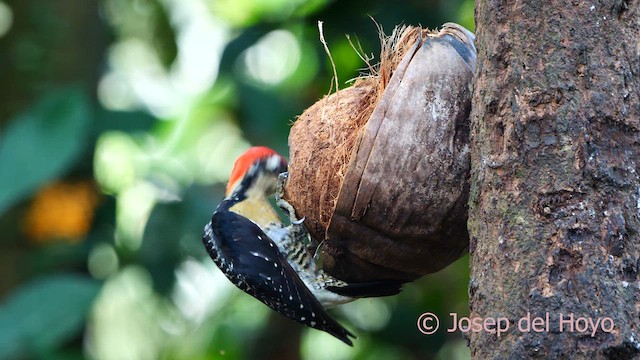 Black-cheeked Woodpecker - ML615672812