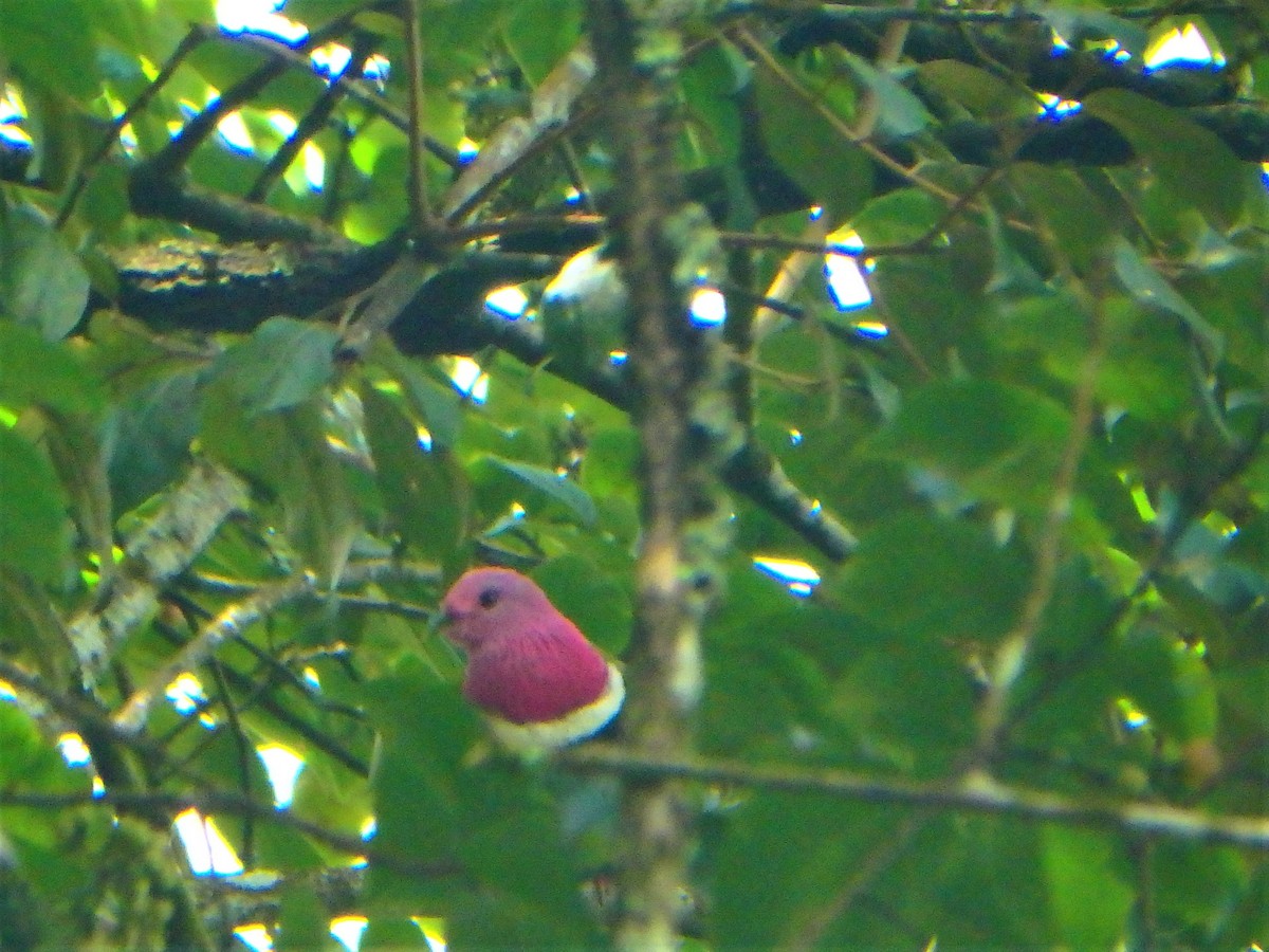 Pink-headed Fruit-Dove - ML615672968