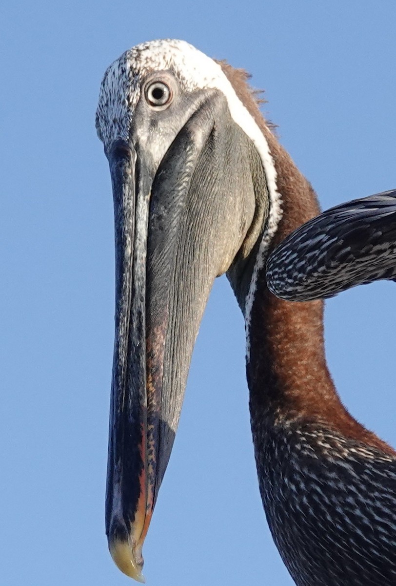 pelikán hnědý - ML615672974