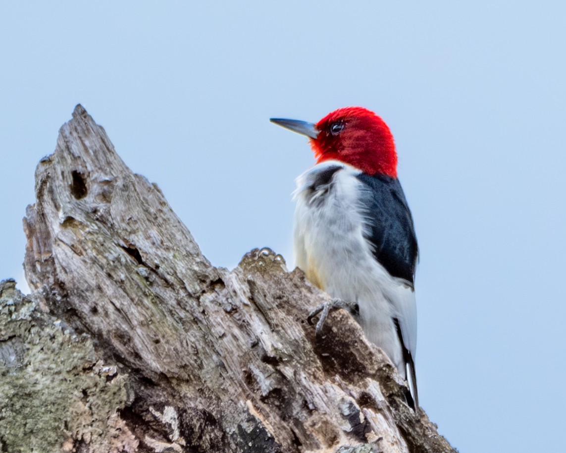 Red-headed Woodpecker - ML615673209